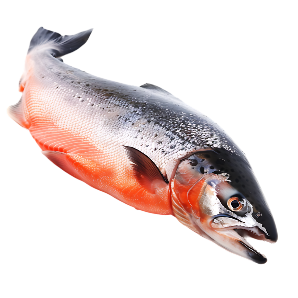Salmon fish isolated over transparent background png