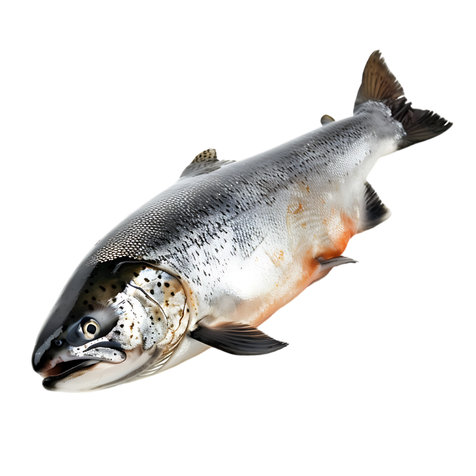 Salmon fish isolated over transparent background png