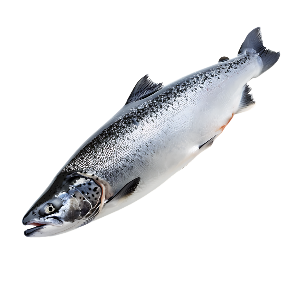 Salmon fish isolated over transparent background png
