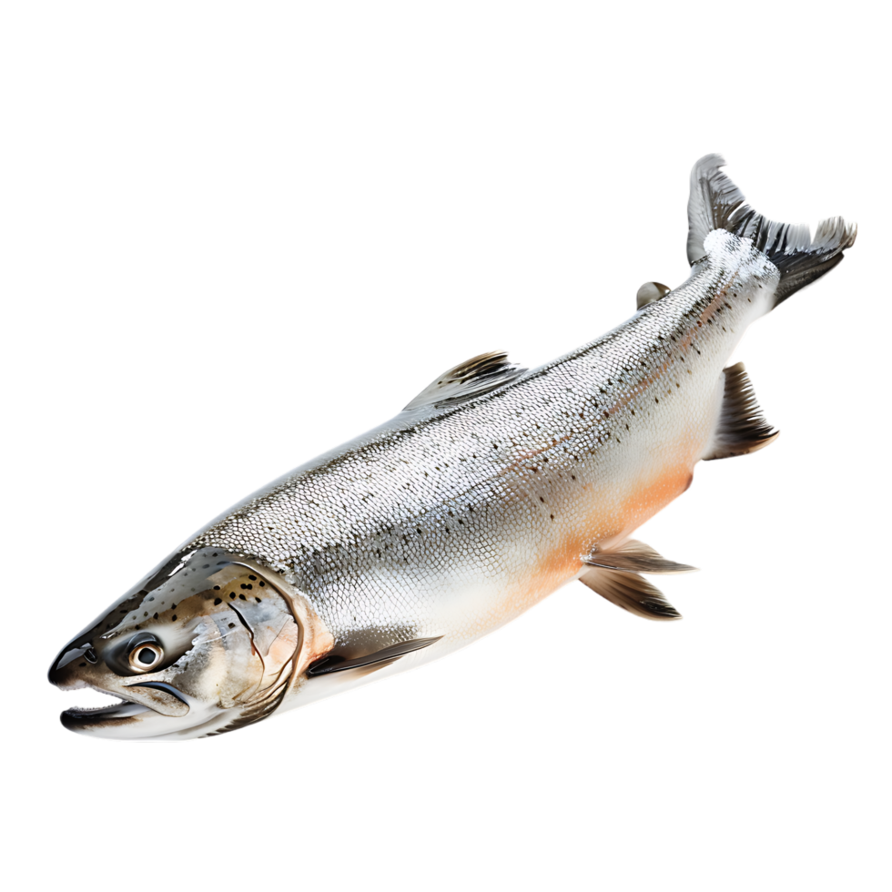 Salmon fish isolated over transparent background png