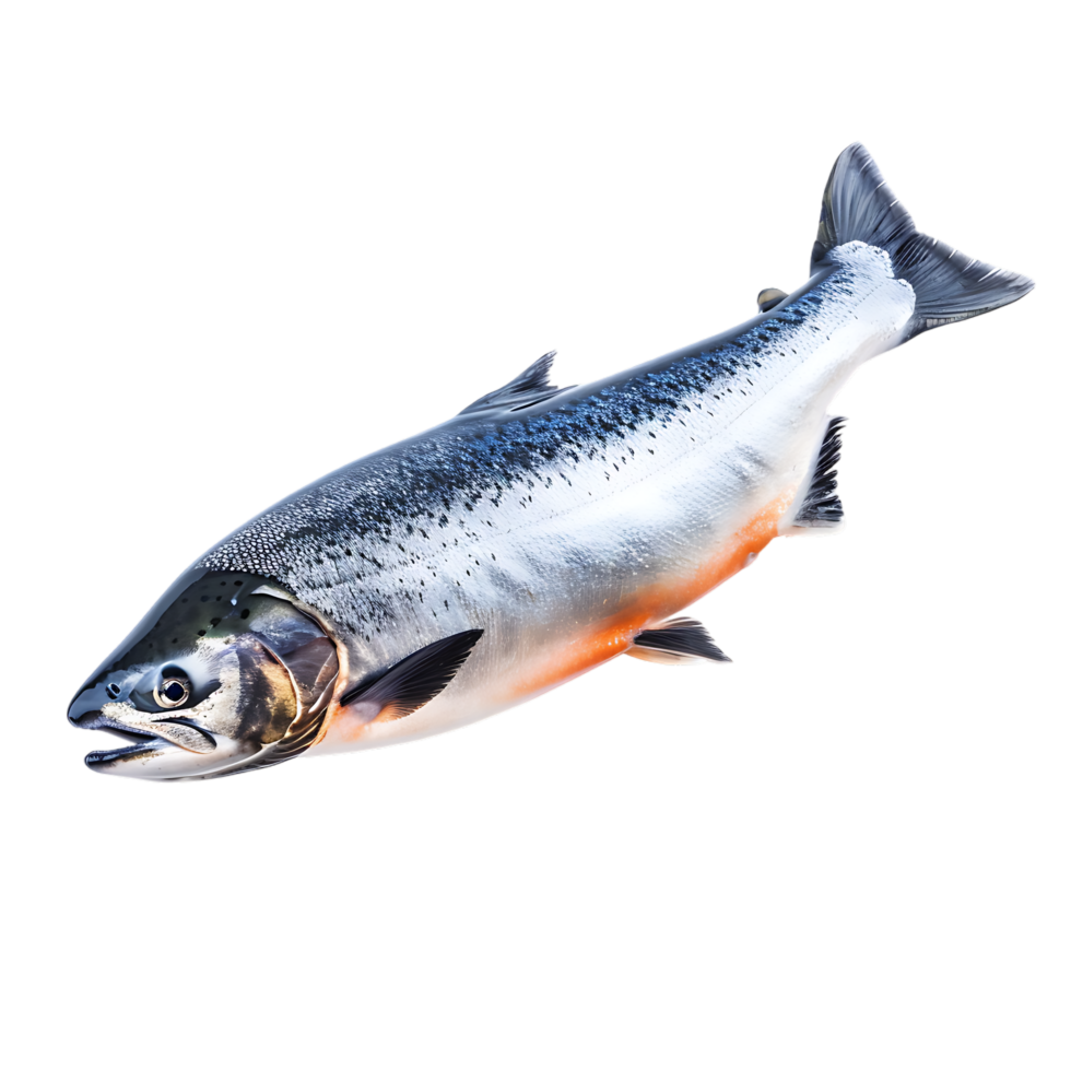 Salmon fish isolated over transparent background png
