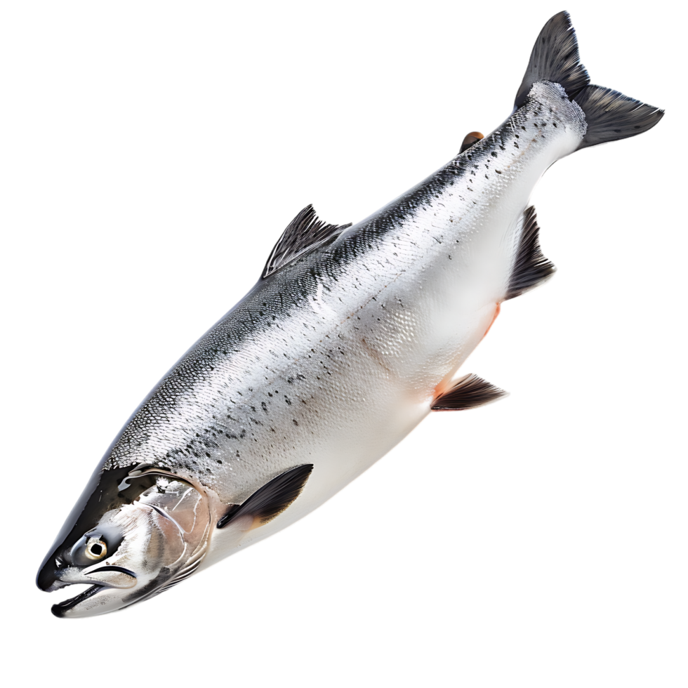Salmon fish isolated over transparent background png
