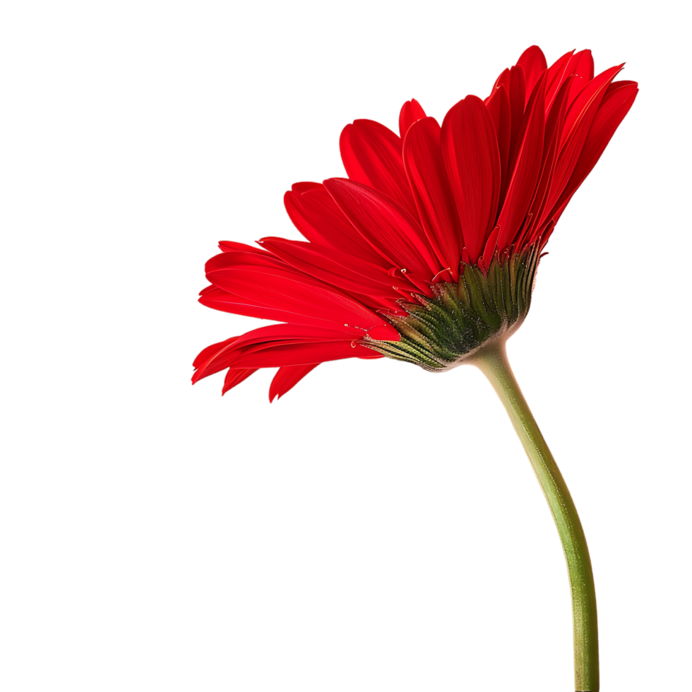 Side view of red gerbera daisy petals against transparent background png
