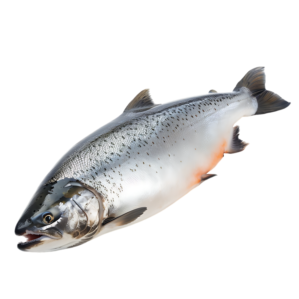 Salmon fish isolated over transparent background png
