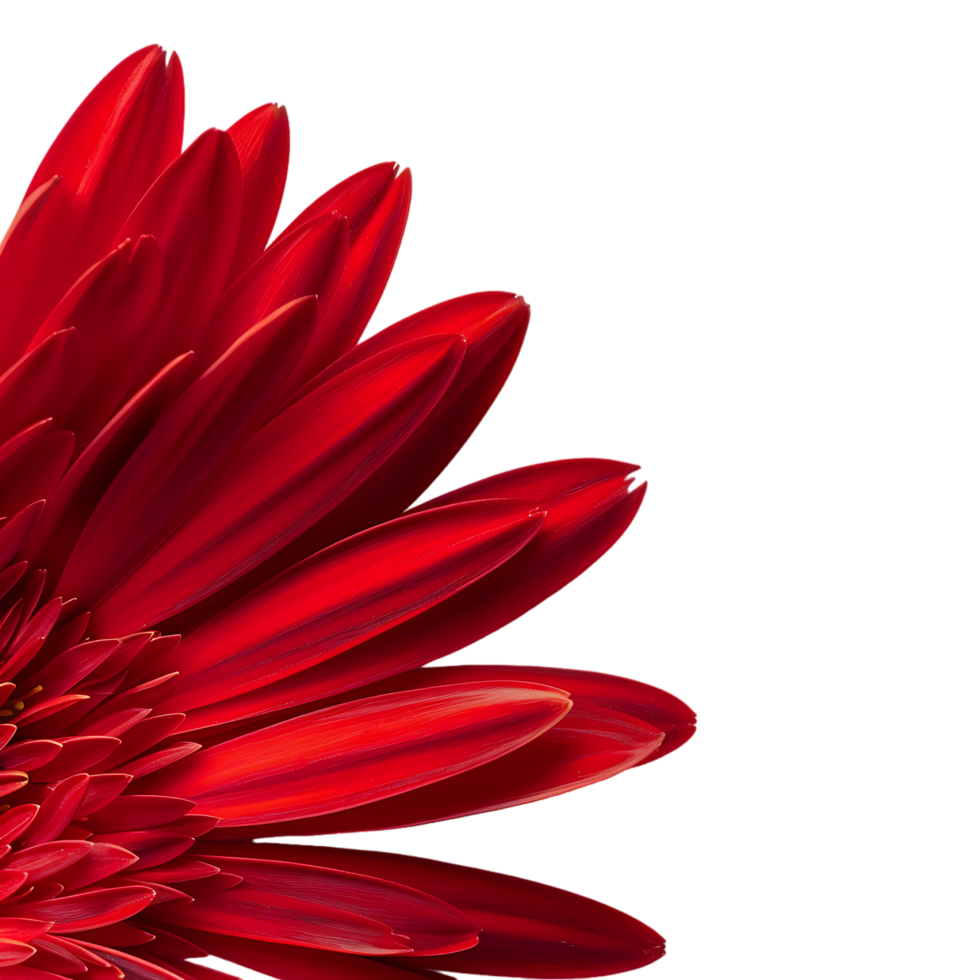 Side view of red gerbera daisy petals against transparent background png
