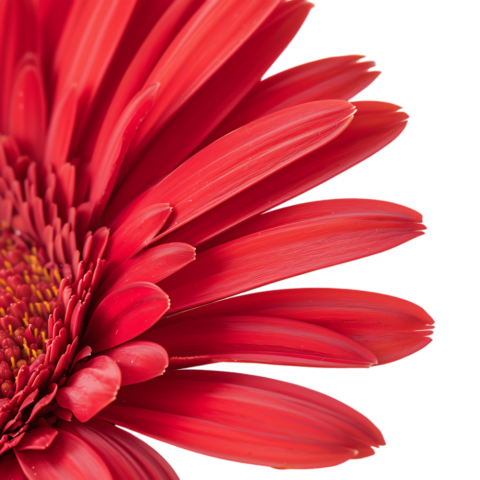 Side view of red gerbera daisy petals against transparent background png