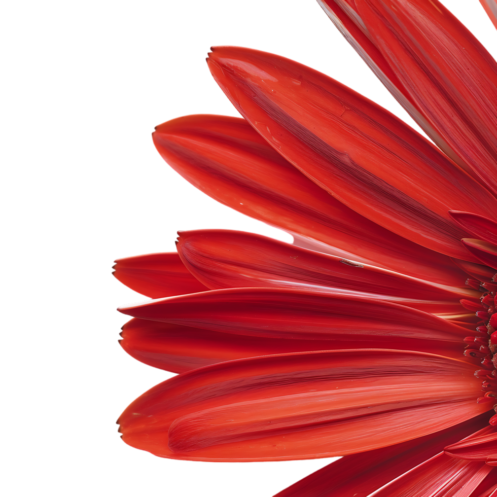 Side view of red gerbera daisy petals against transparent background png