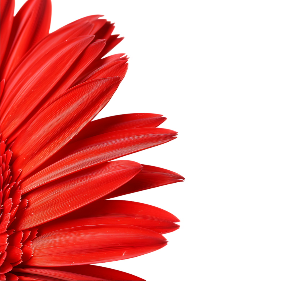 Side view of red gerbera daisy petals against transparent background png