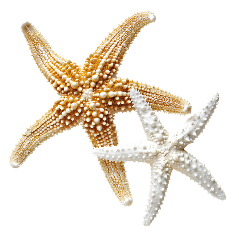 Two different types of white starfish isolated over transparent background png
