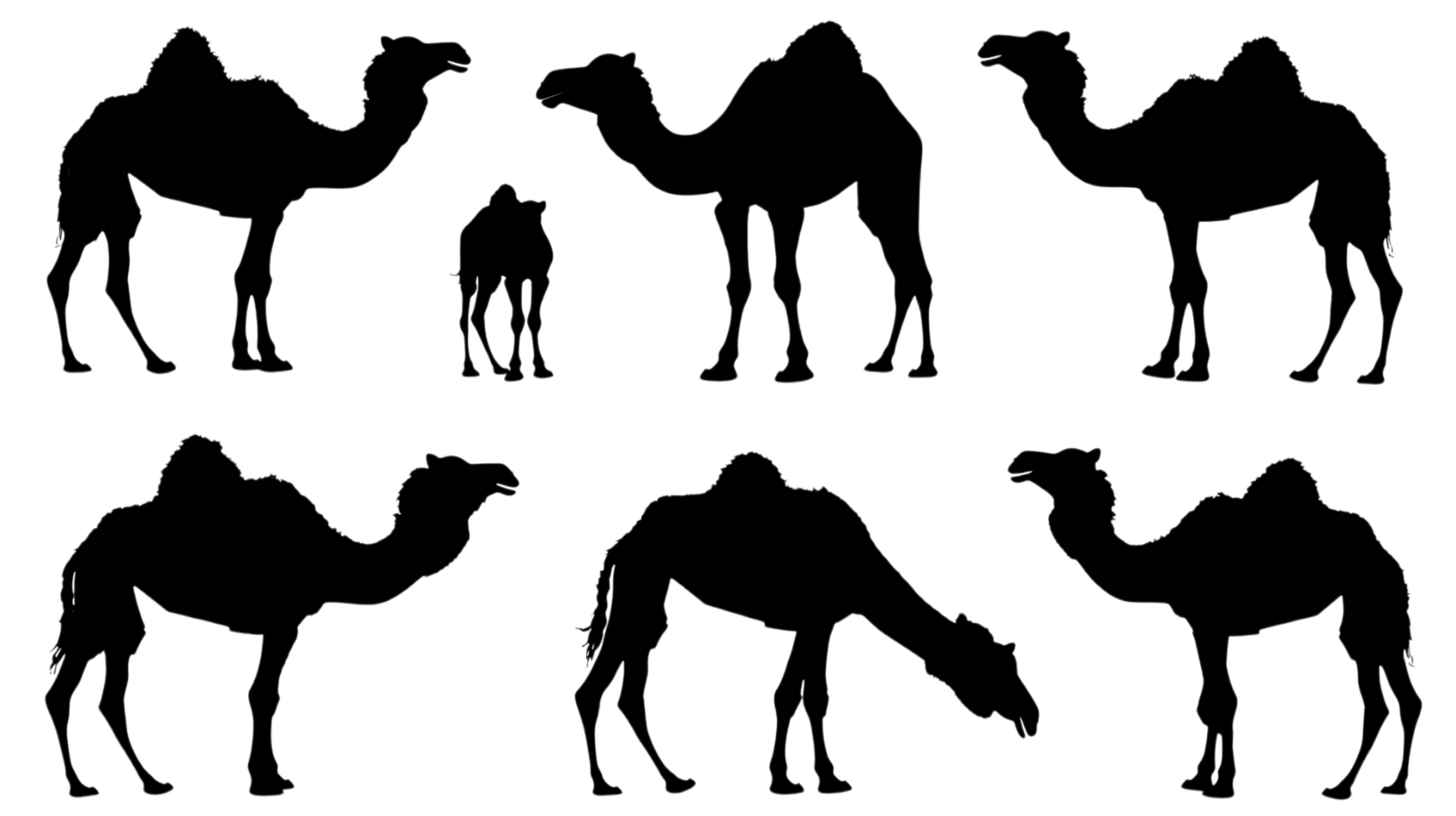 Camel silhouette Arabian pattern set against transparent background png