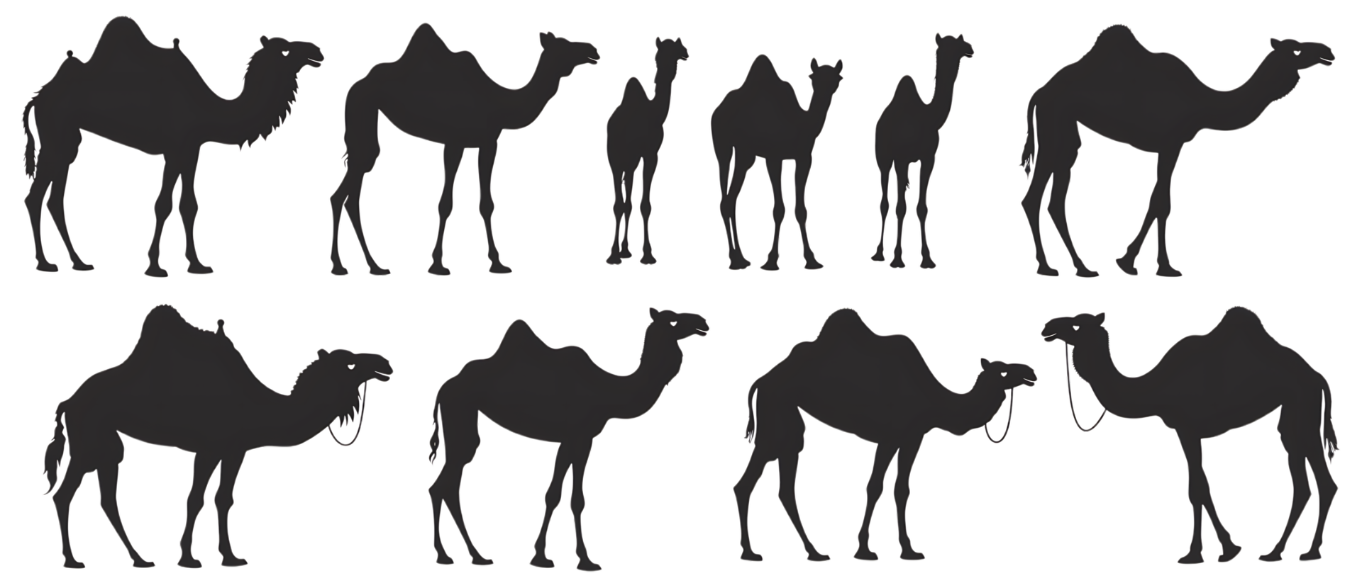 Camel silhouette Arabian pattern set against transparent background png