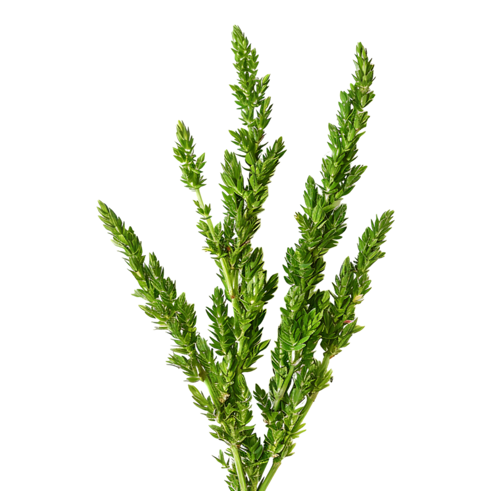 Close view of ceviche papakha porophyllum linaria Mexican herb food ingredient png