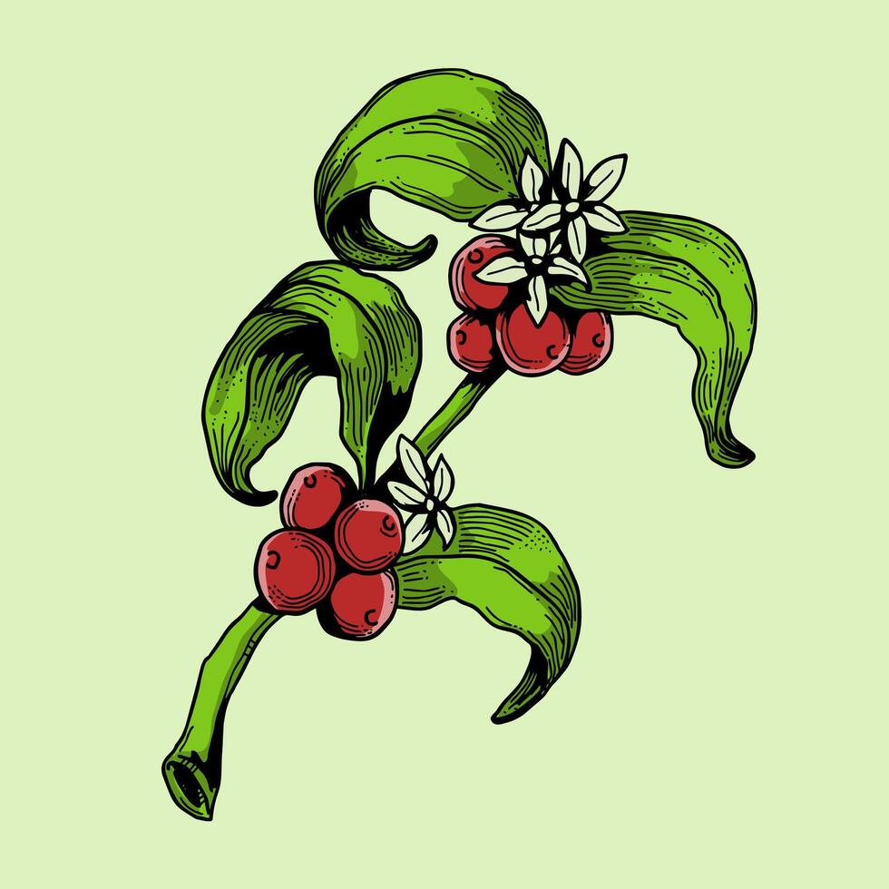Vintage coffee plant vector