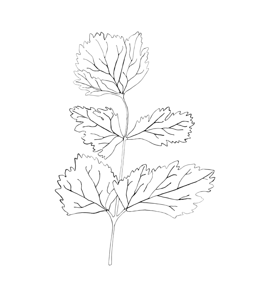 image with a leaf png