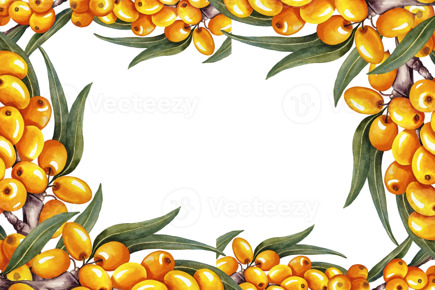 The frame is made of sea buckthorn. A hand-drawn watercolor illustration. For cosmetology, pharmaceuticals, and the food industry. For design solutions for packaging, printing, banners, labels, etc. png