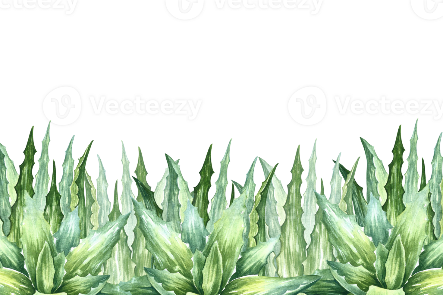 Aloe vera. Border frame with aloe vera plant. The illustration is done in watercolor by hand. The aloe vera bush. For labels and packaging of cosmetics, perfumes and medicines, food industry. png