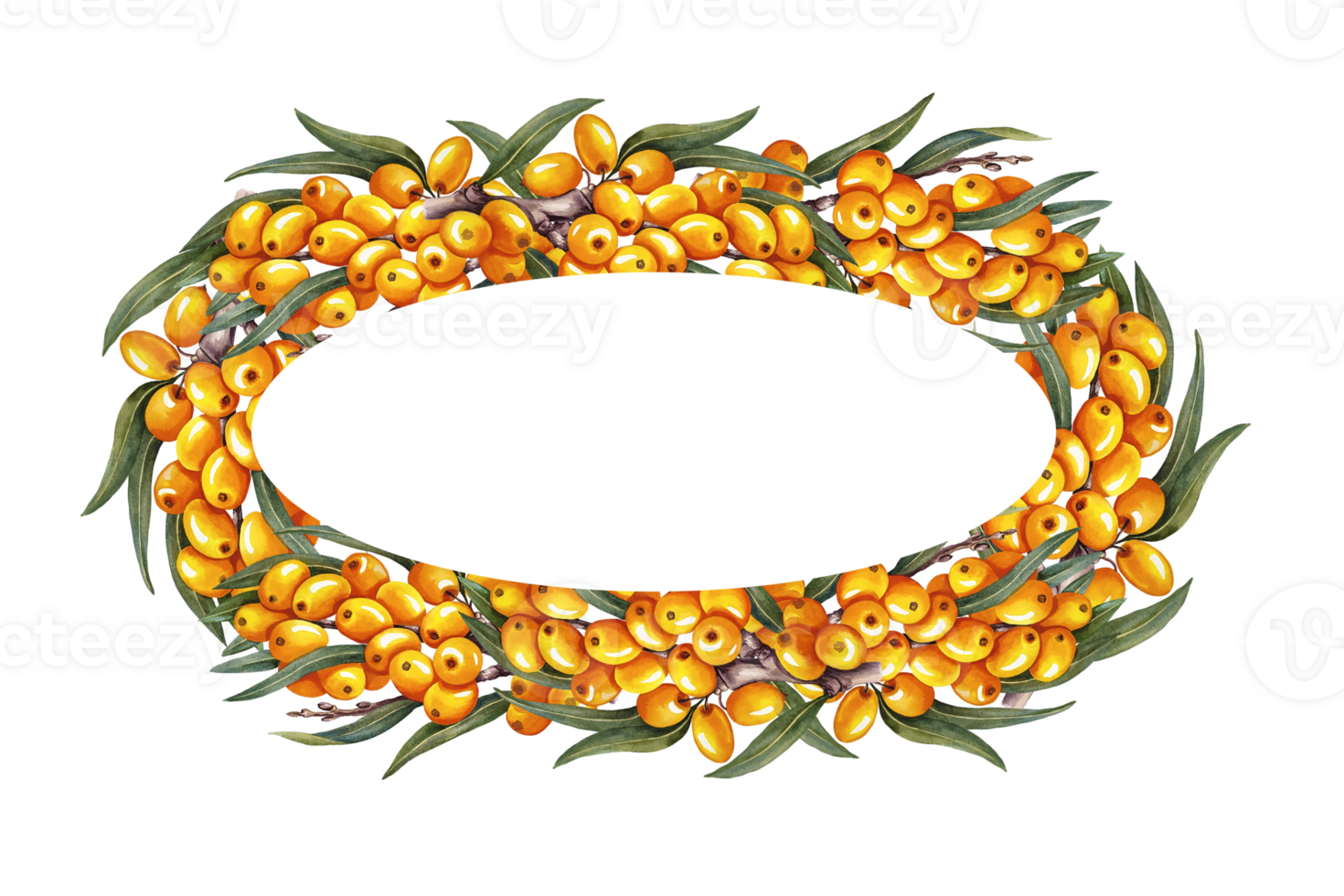 The frame is oval made of sea buckthorn. A hand-drawn watercolor illustration. For cosmetology, pharmaceuticals, and the food industry. For design solutions for packaging, printing, banners, labels. png