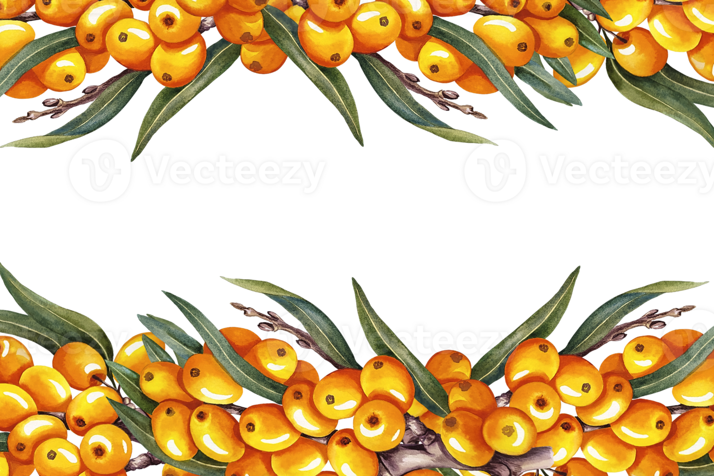The frame is made of sea buckthorn. A hand-drawn watercolor illustration. For cosmetology, pharmaceuticals, and the food industry. For design solutions for packaging, printing, banners, labels, etc. png