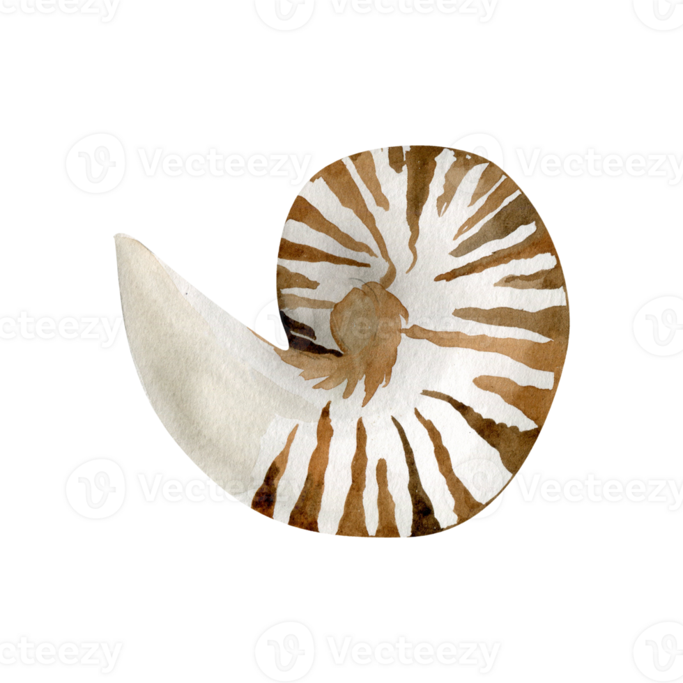 Watercolor underwater sea shell illustration. Hand drawn nautical element, marine style stripped shell for textile, poster, packing design. Sea and water love png