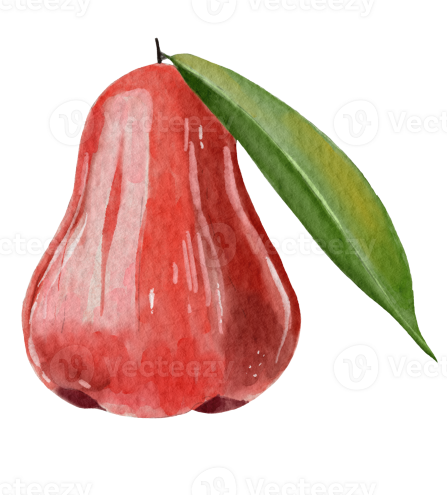 rose apple element design, watercolor style. png