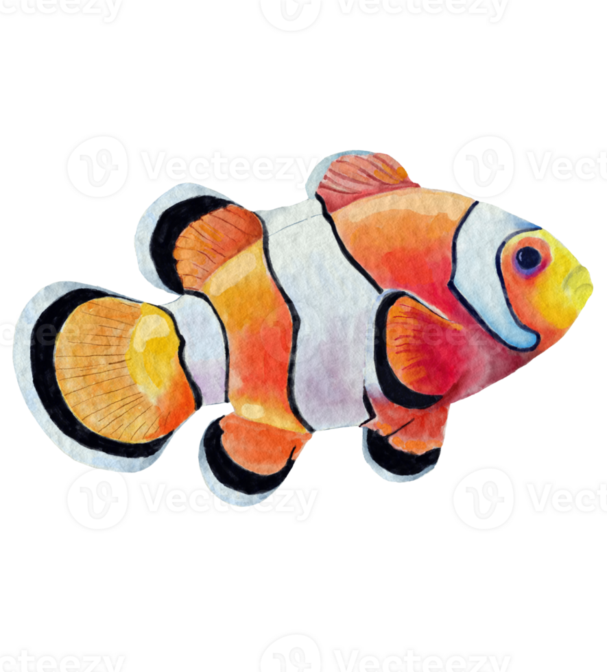 clown fish element design, watercolor style. png