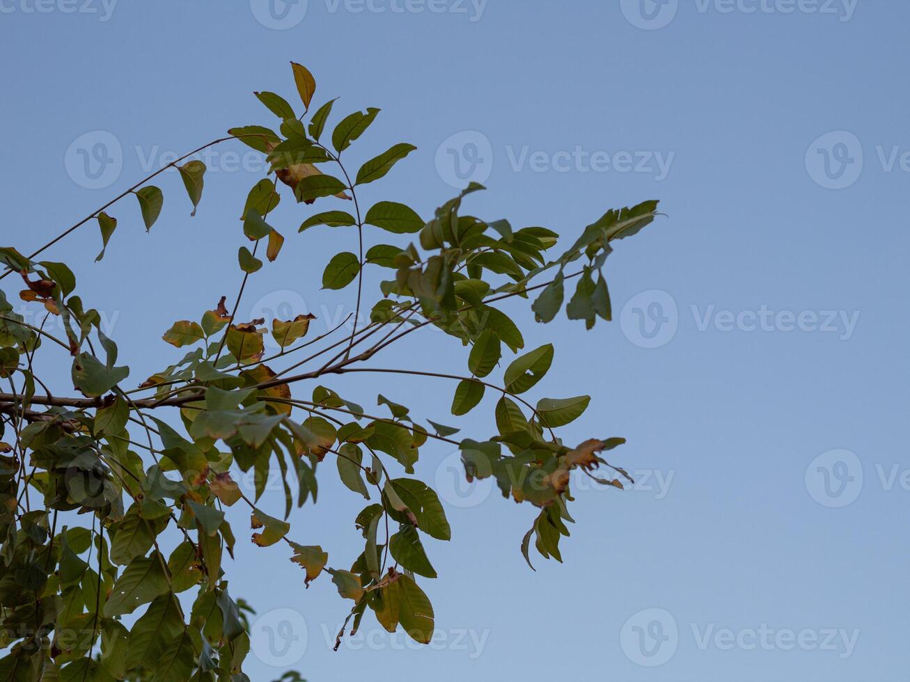 tree branches and dense leaves with a bright sky as the background photo