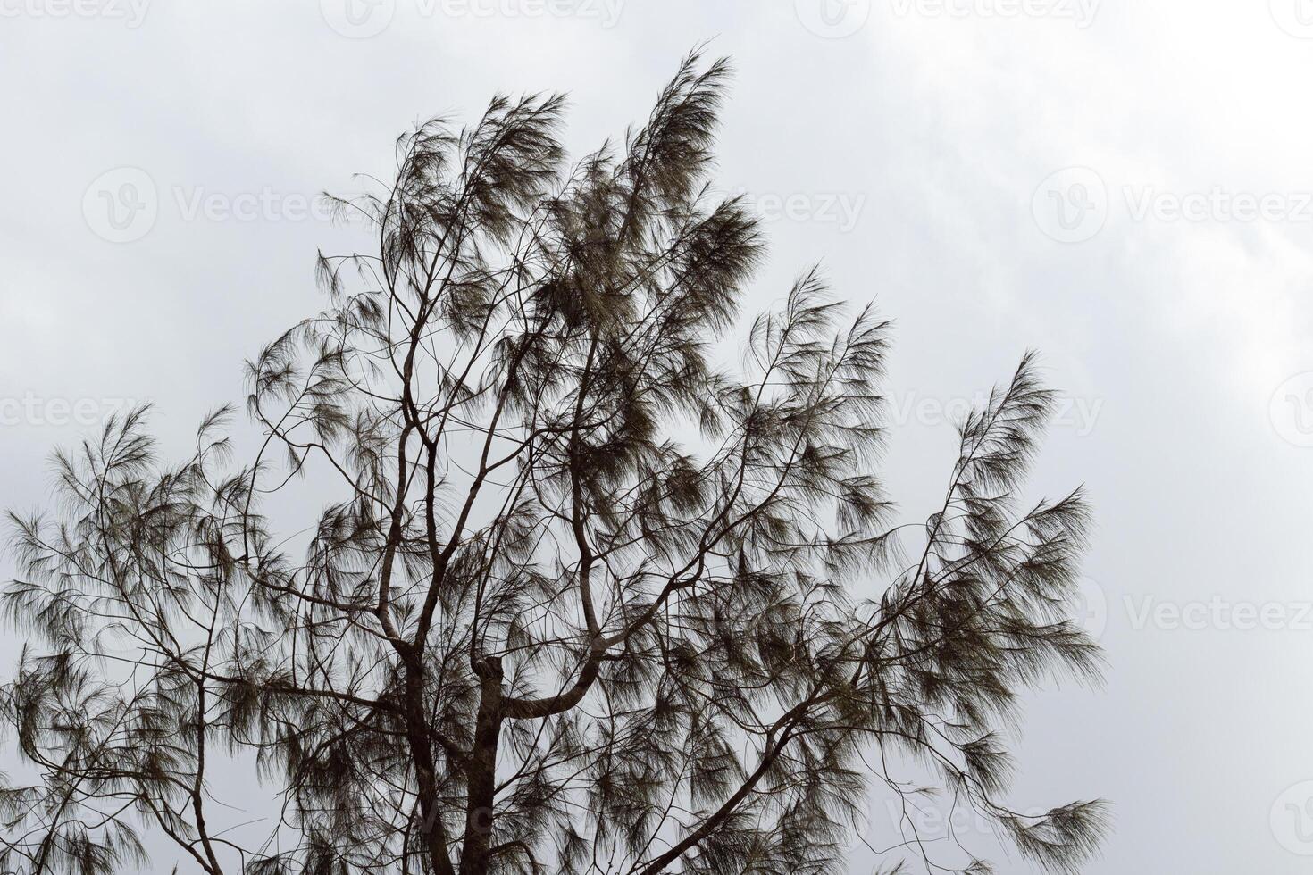 tree branches and dense leaves with a bright sky as the background photo