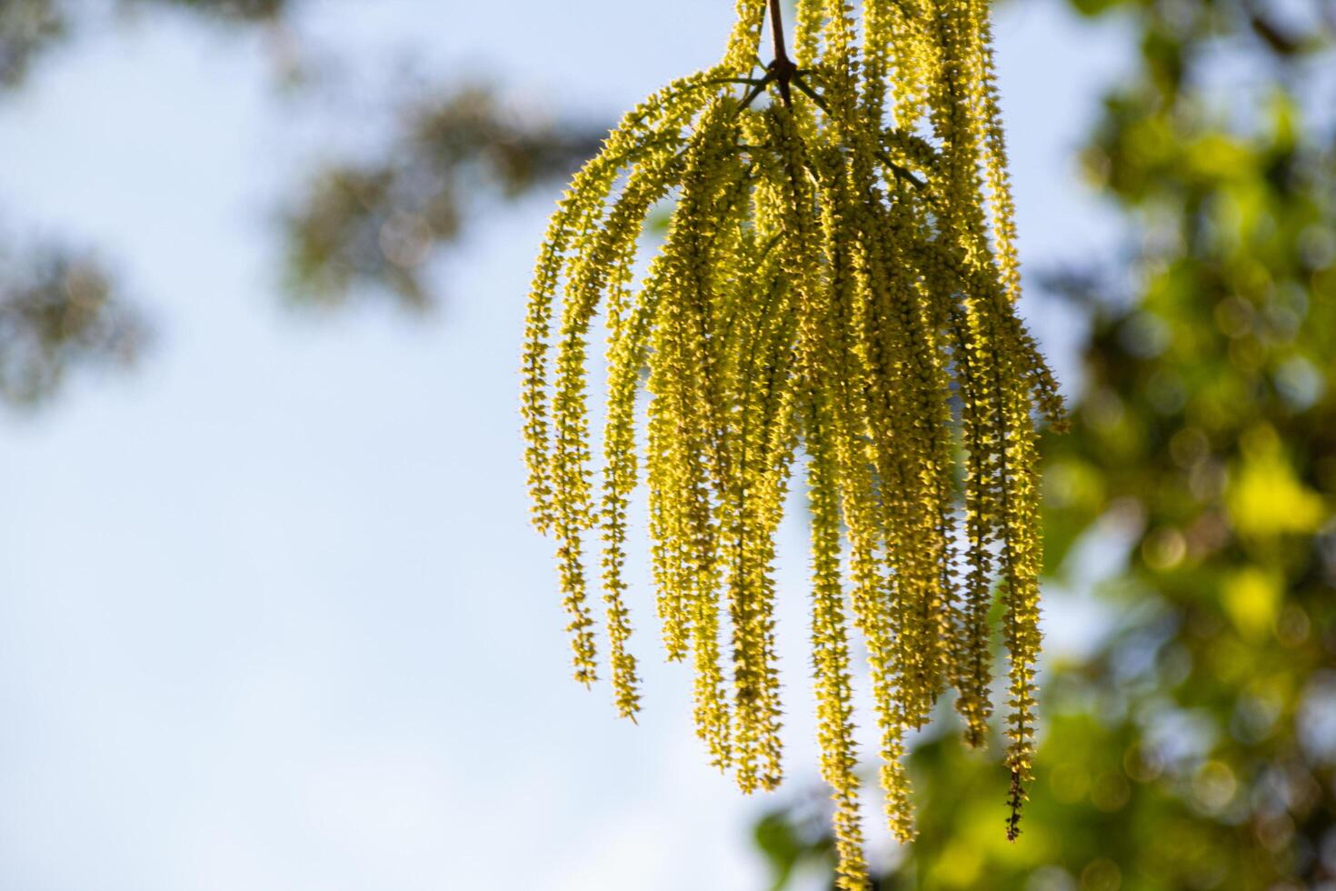 Quercus acutissima in spring, small hanging flowers on tree trunk photo