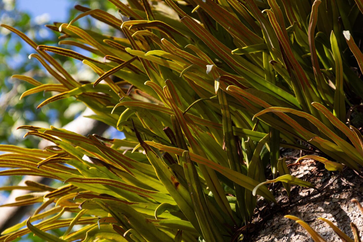ornamental plants with red leaves grow on tree trunks photo