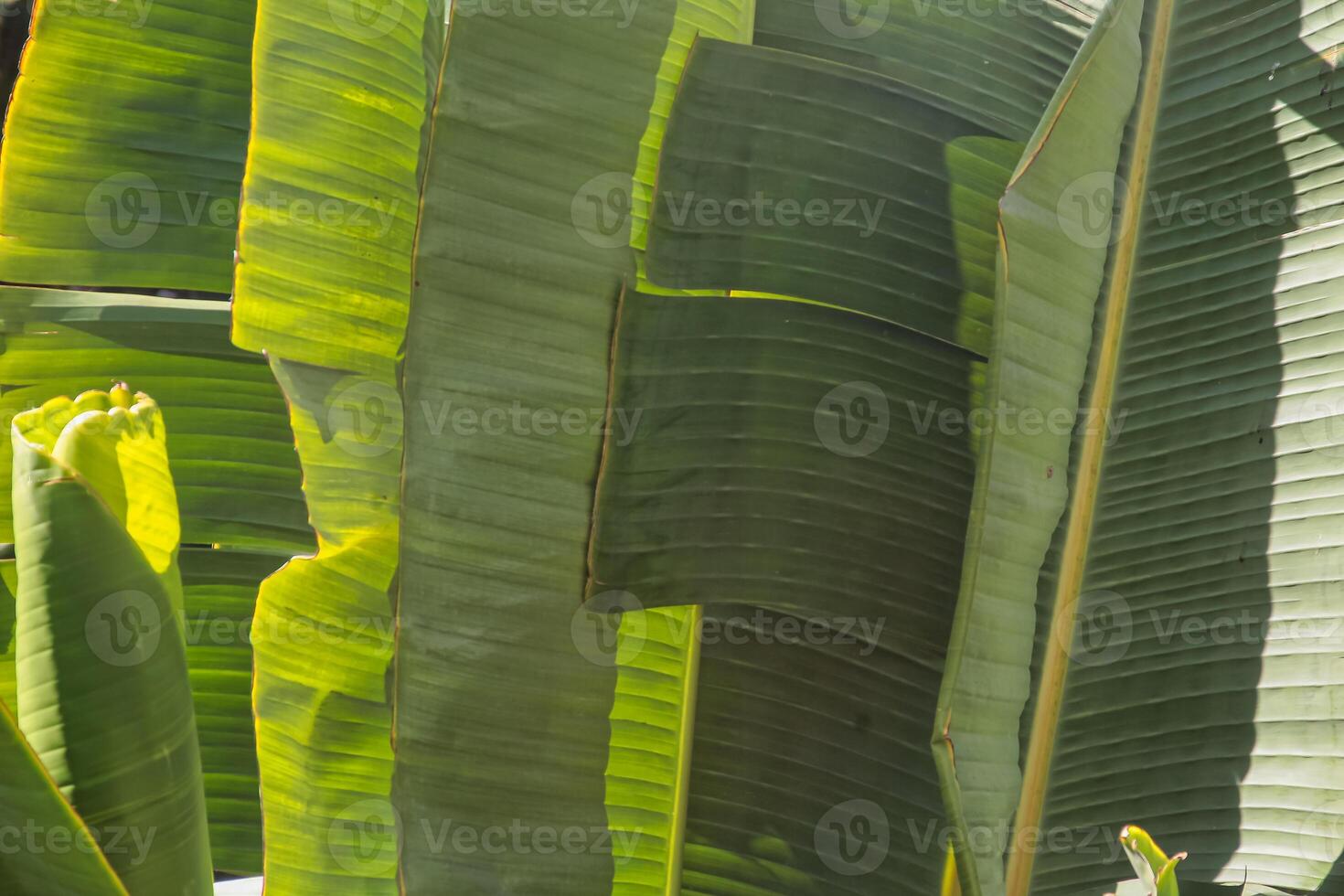 Background of green banana leaves outdoors photo