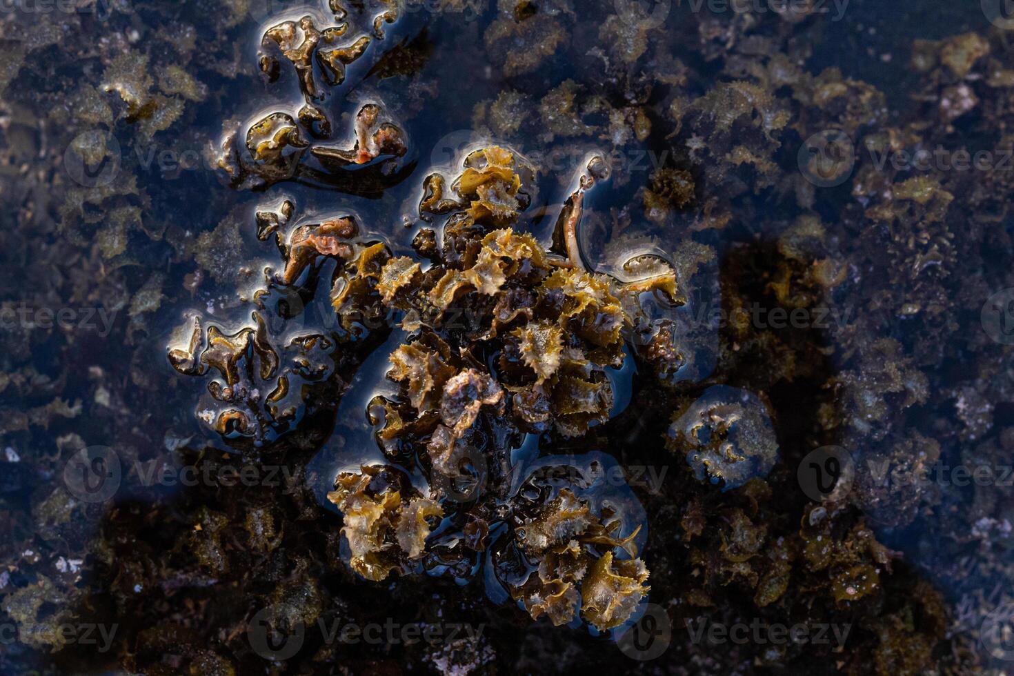 Close up of coral at low tide on the beach photo