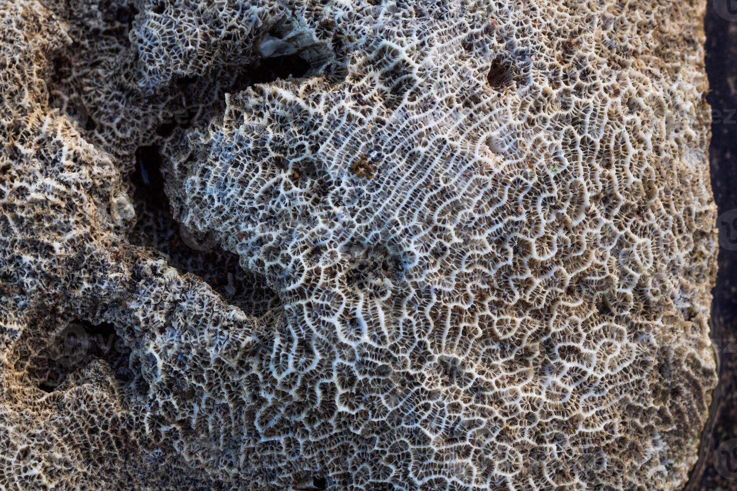 Amazing pattern of dead brain coral washed up on the beach at low tide photo