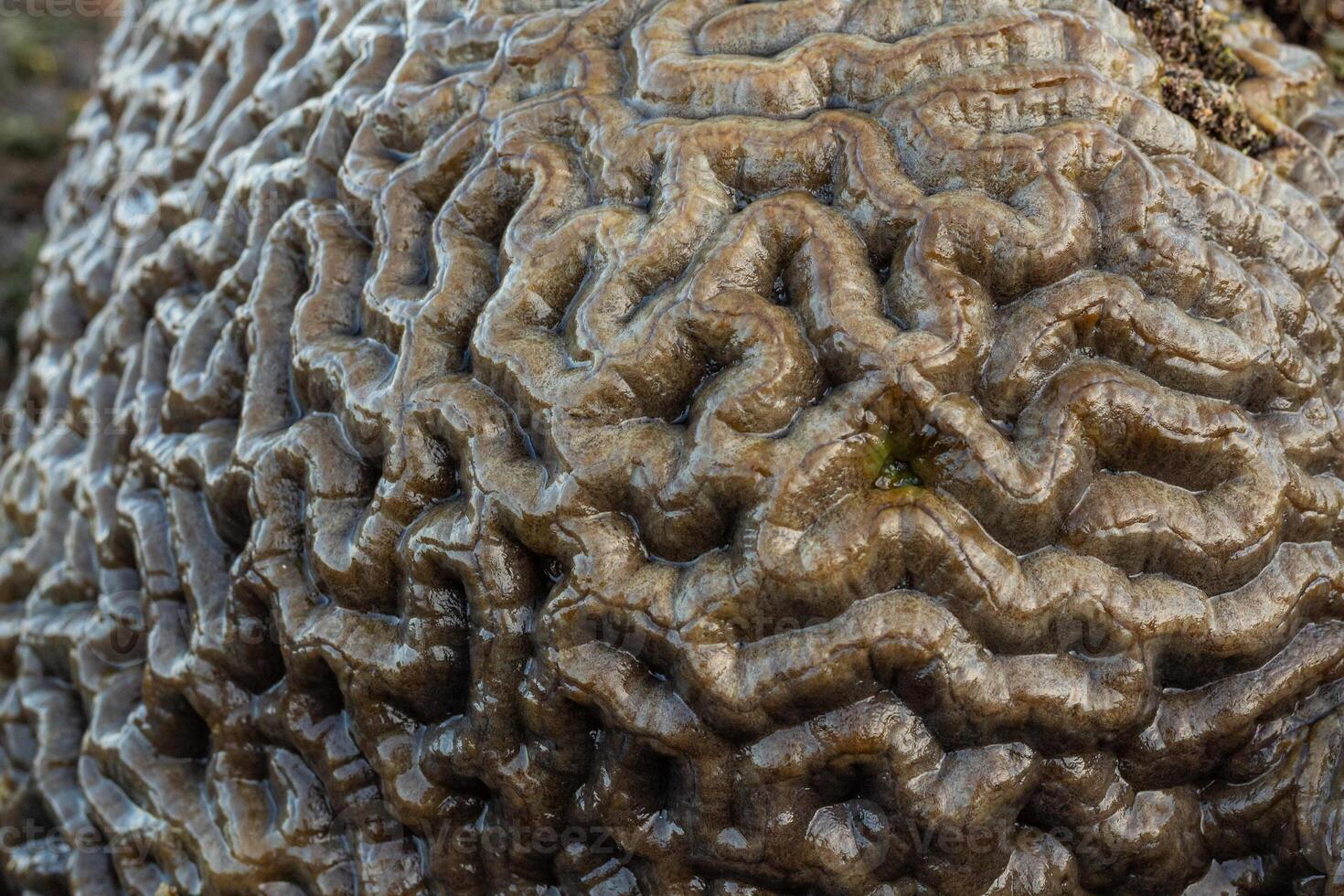 Amazing patterns of brain coral washed up on the beach at low tide photo