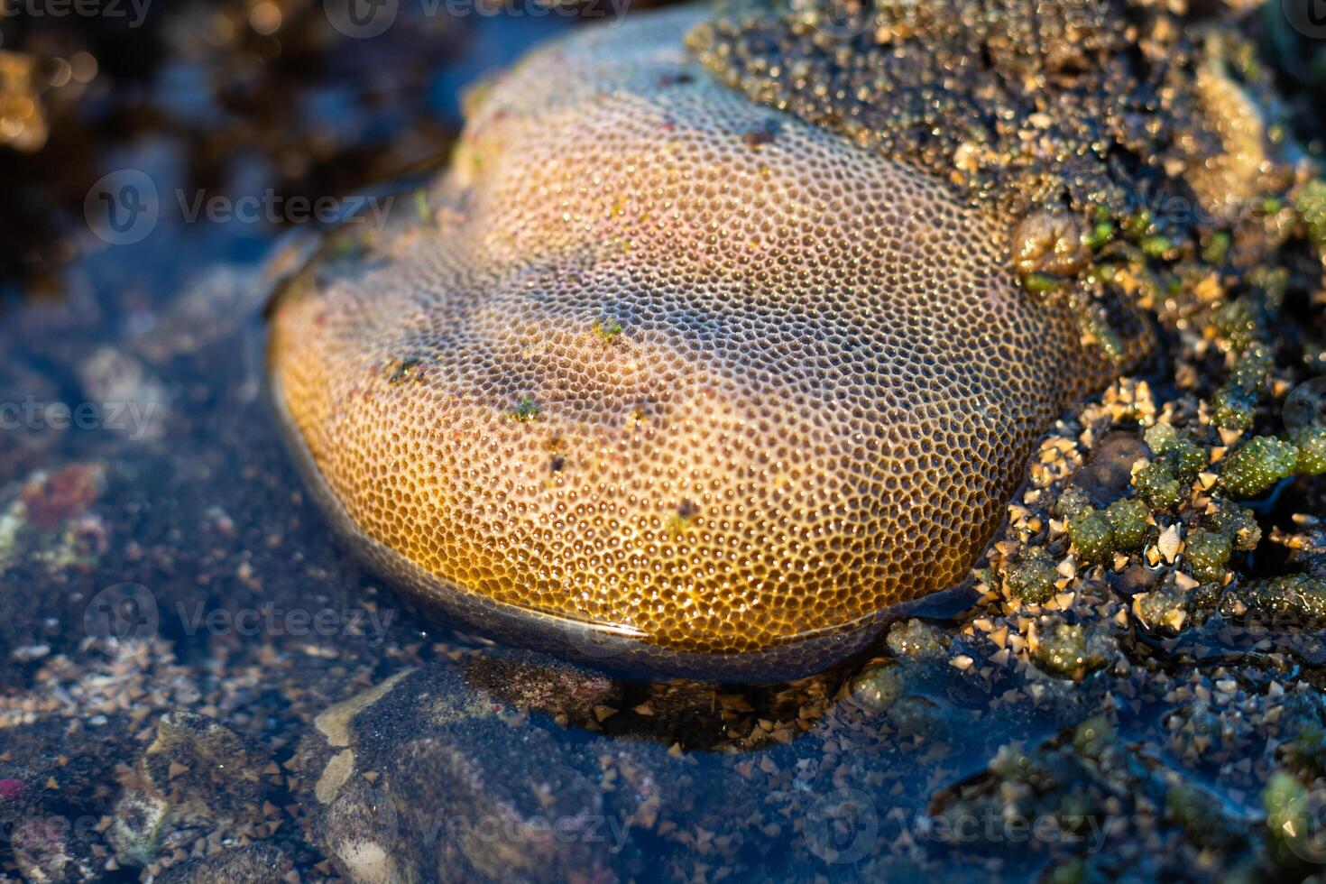 Amazing pattern of dead brain coral washed up on the beach at low tide photo