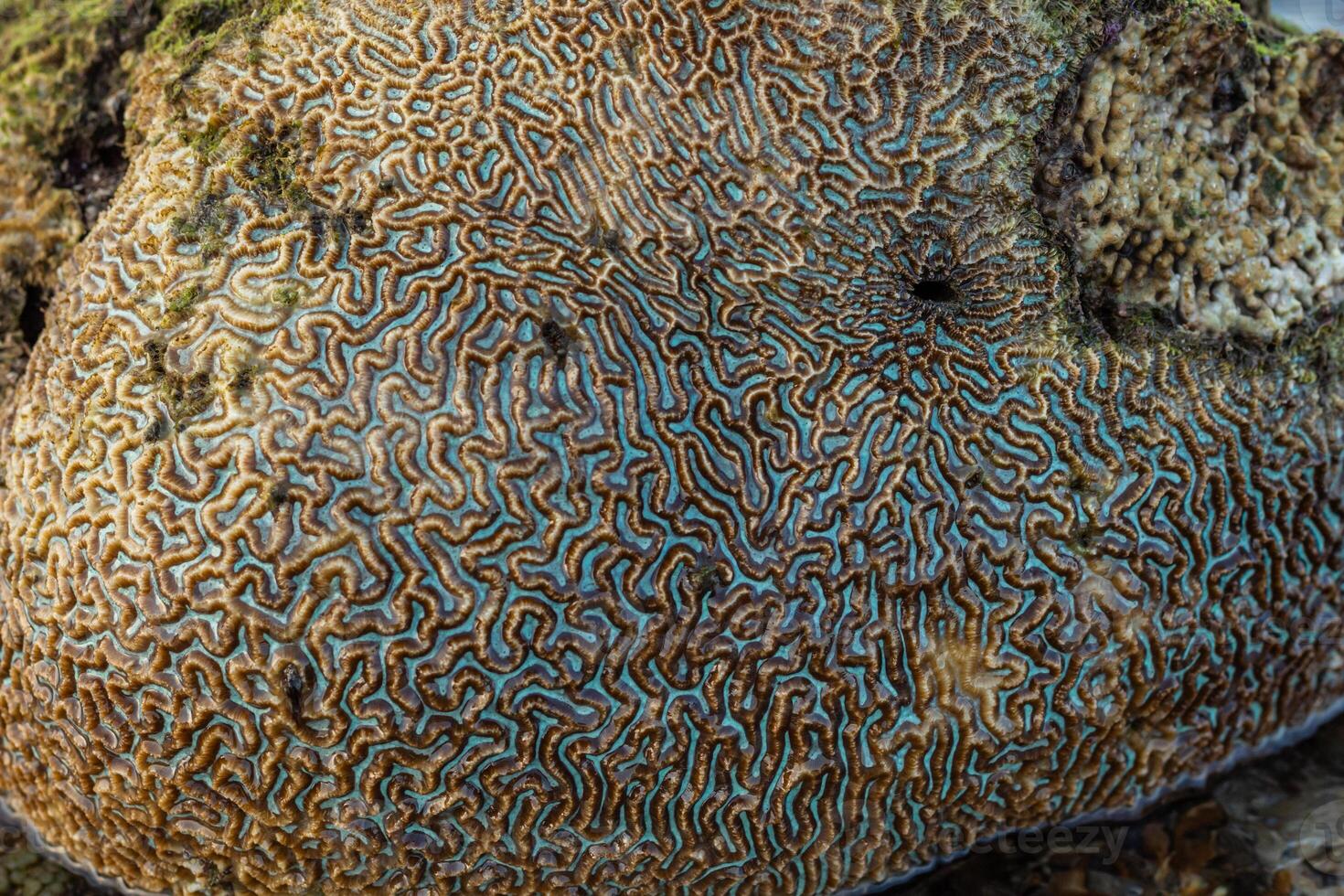 Amazing pattern of dead brain coral washed up on the beach at low tide photo