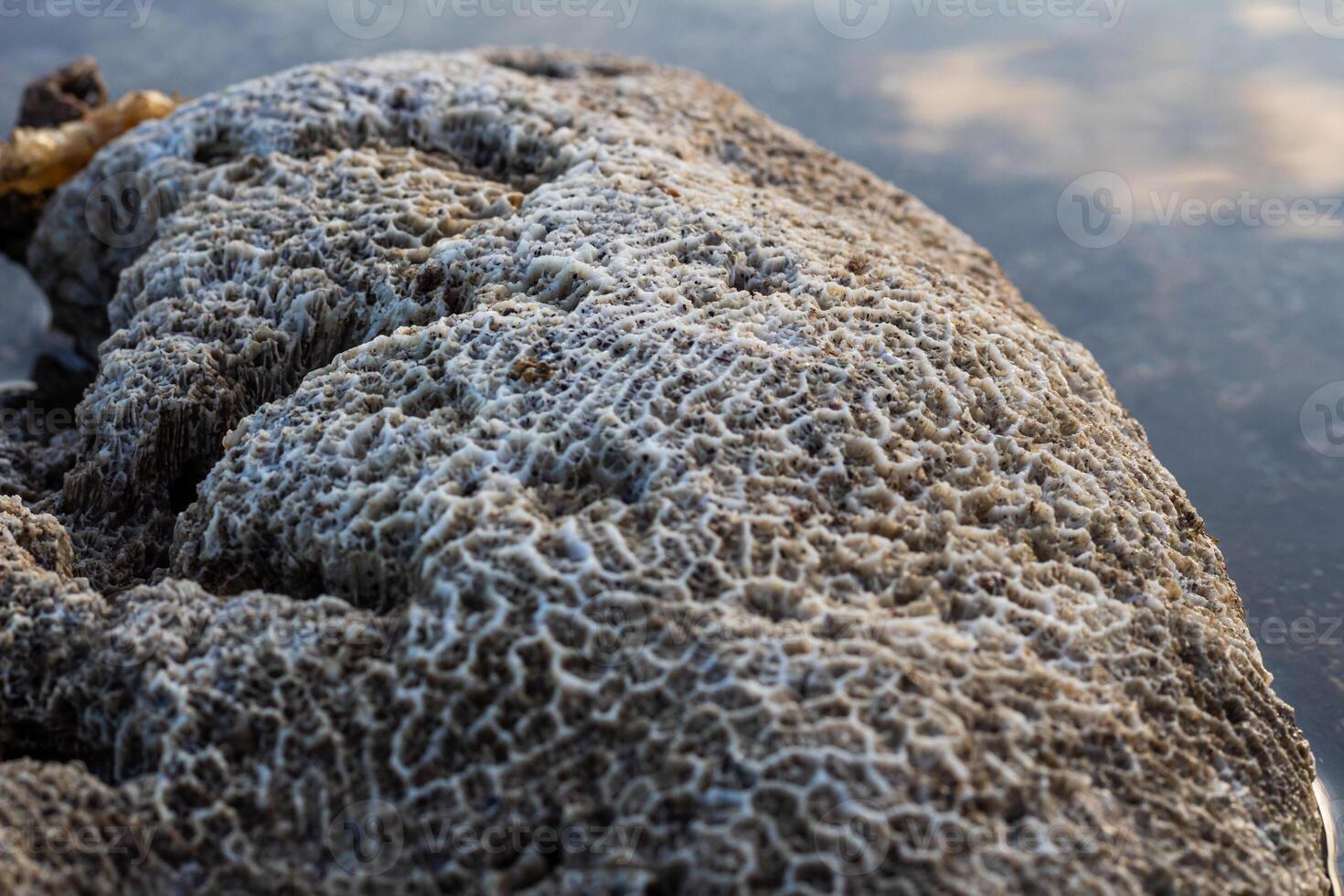 Amazing pattern of dead brain coral washed up on the beach at low tide photo