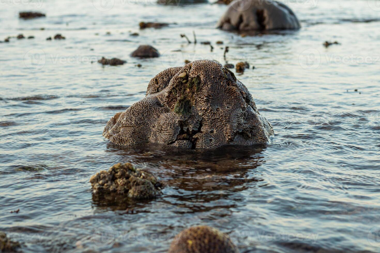 Amazing pattern of dead brain coral washed up on the beach at low tide photo