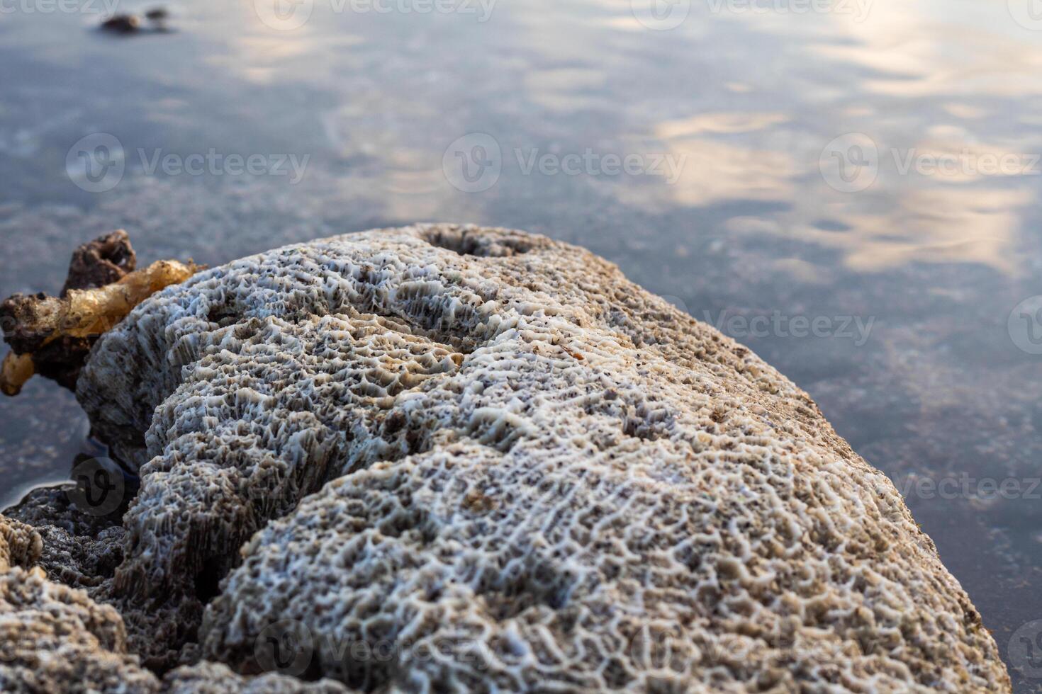Amazing pattern of dead brain coral washed up on the beach at low tide photo