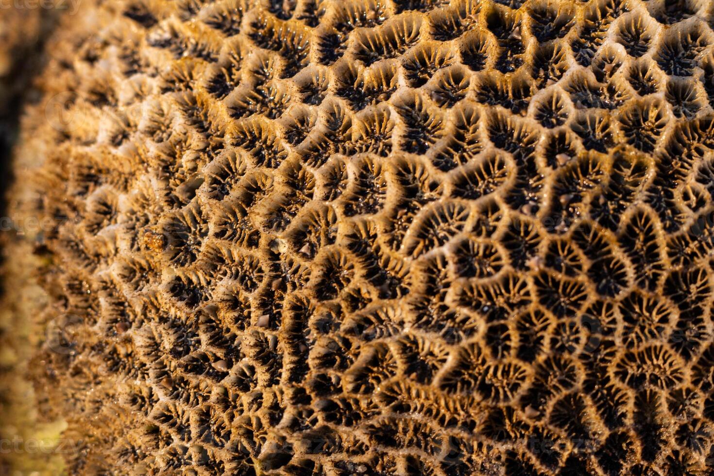 Amazing pattern of dead brain coral washed up on the beach at low tide photo