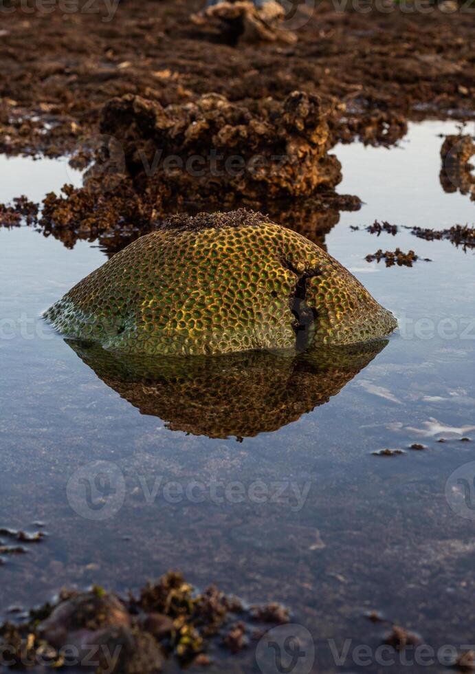 Amazing pattern of dead brain coral washed up on the beach at low tide photo