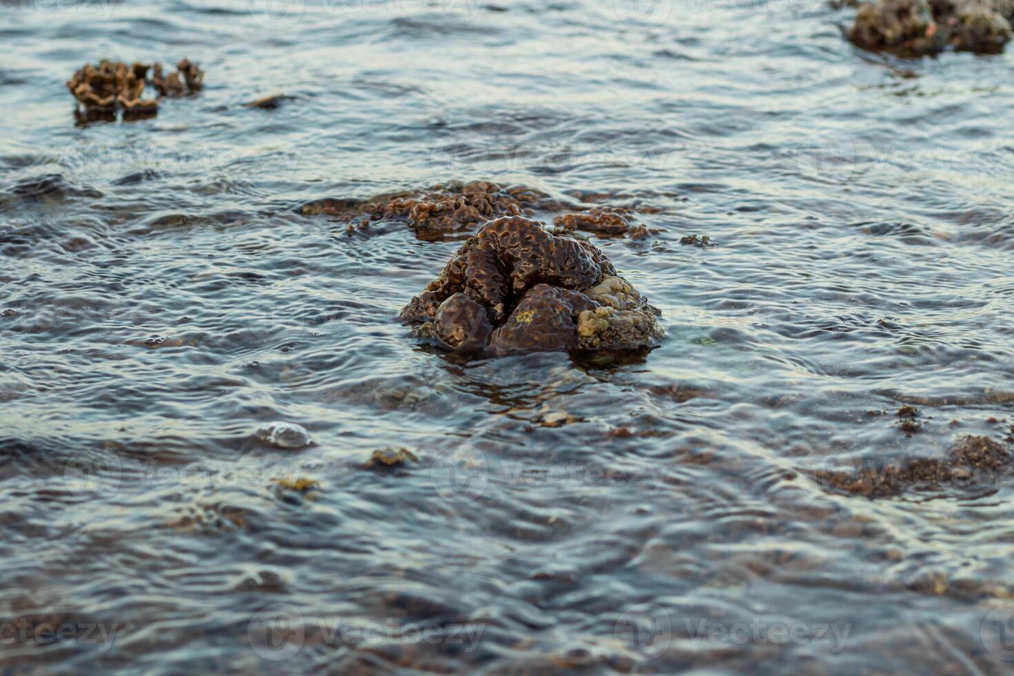 Amazing pattern of dead brain coral washed up on the beach at low tide photo