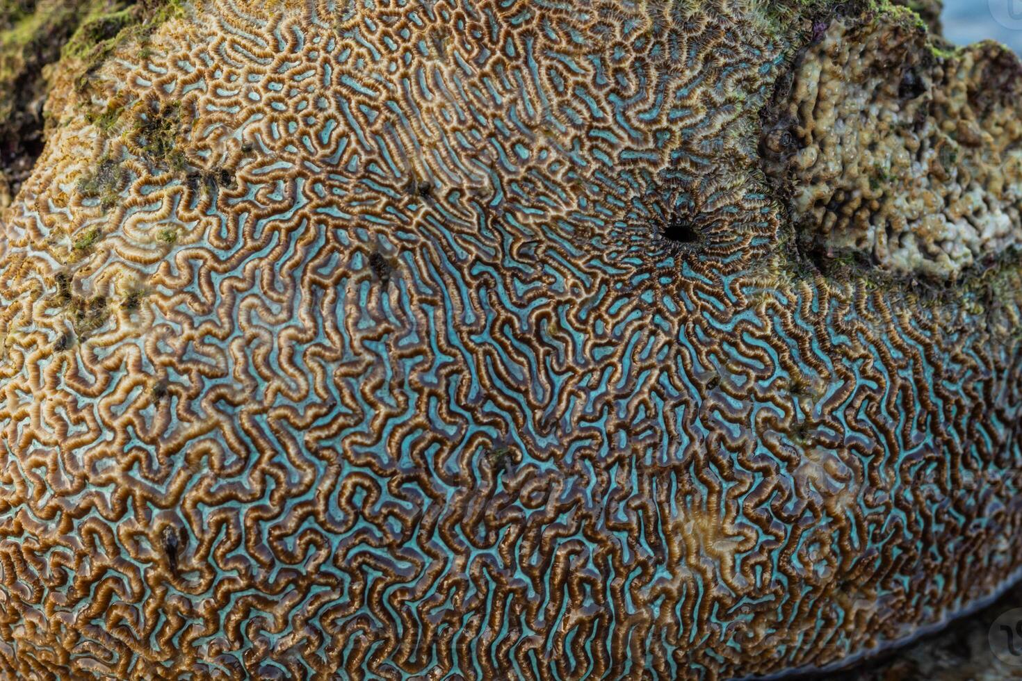 Amazing pattern of dead brain coral washed up on the beach at low tide photo
