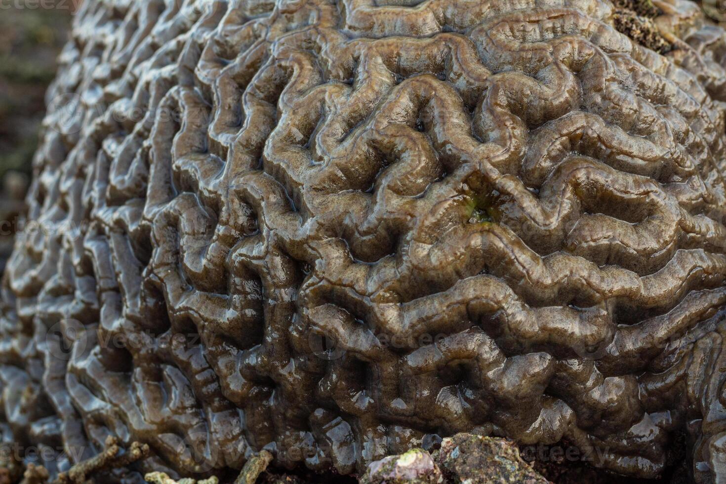 Amazing patterns of brain coral washed up on the beach at low tide photo