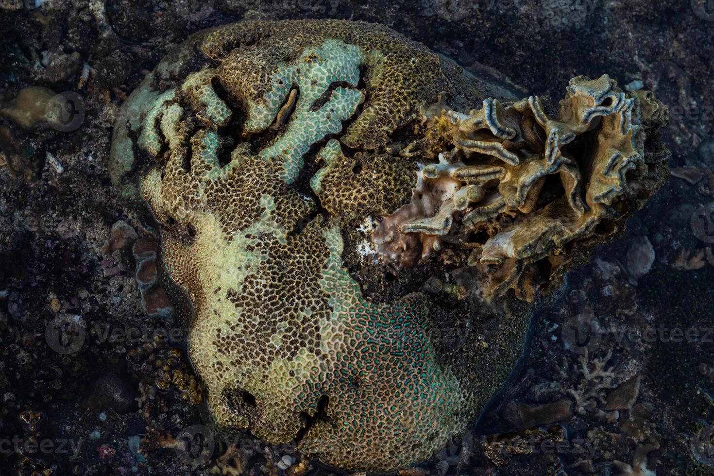 Amazing pattern of dead brain coral washed up on the beach at low tide photo