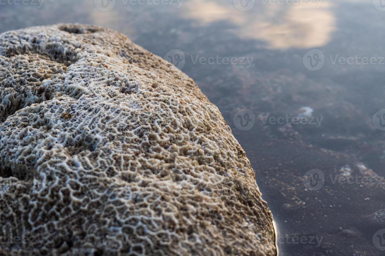 Amazing pattern of dead brain coral washed up on the beach at low tide photo