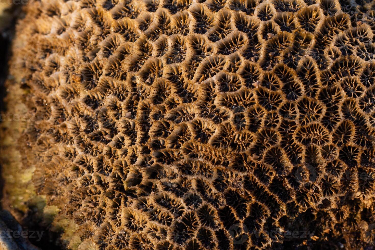 Amazing pattern of dead brain coral washed up on the beach at low tide photo