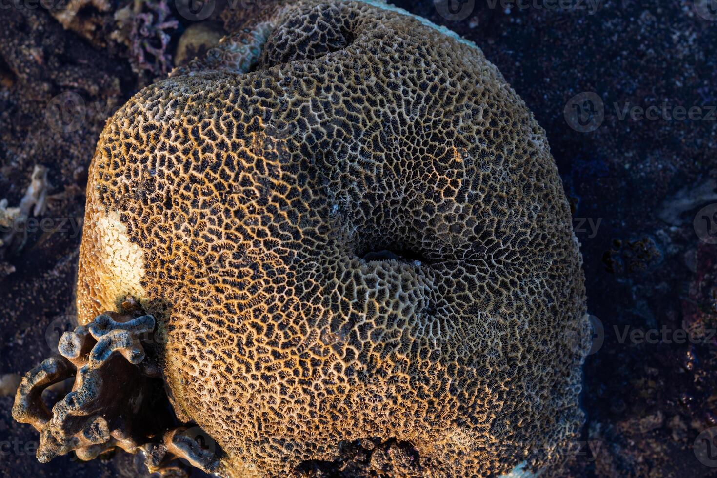 Amazing pattern of dead brain coral washed up on the beach at low tide photo