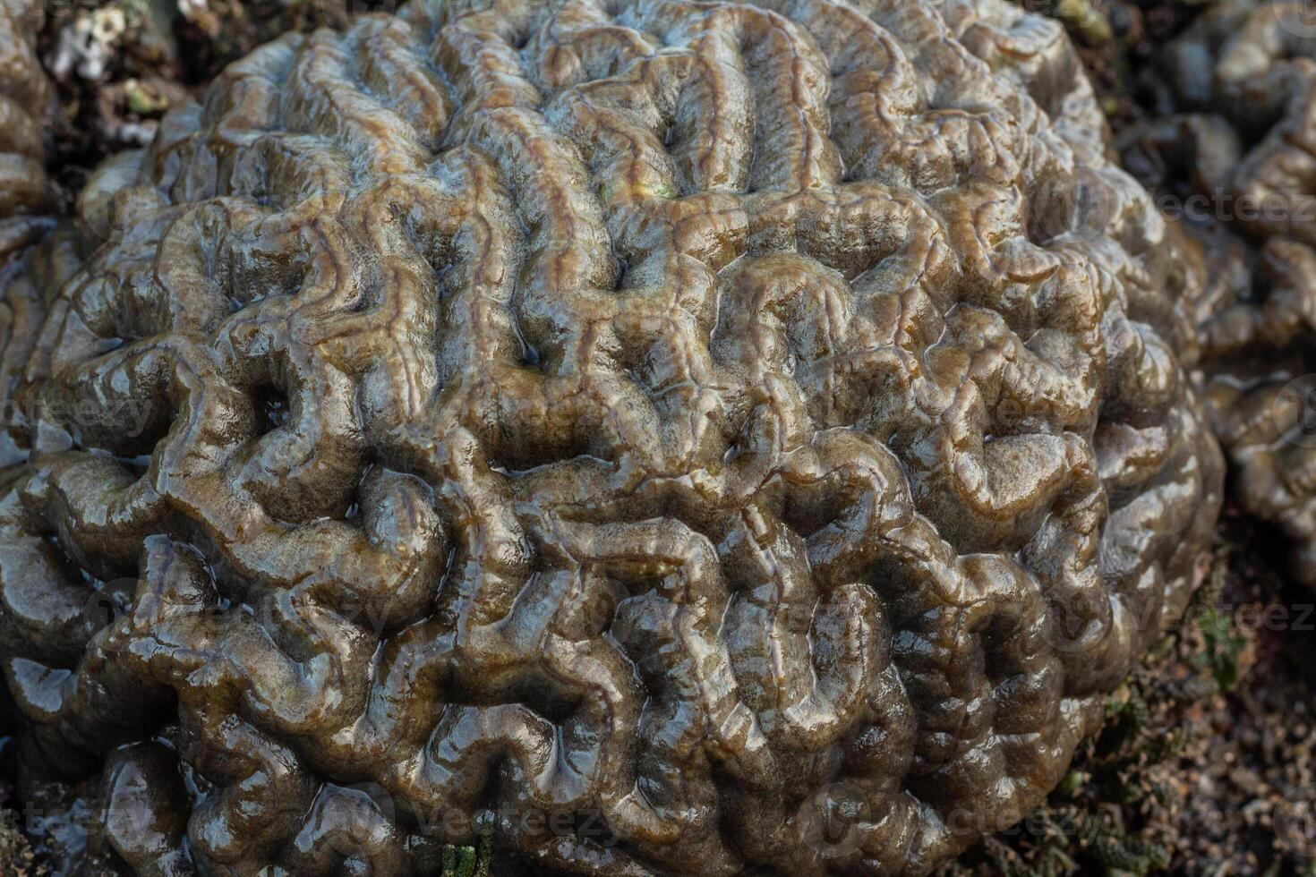 Amazing patterns of brain coral washed up on the beach at low tide photo
