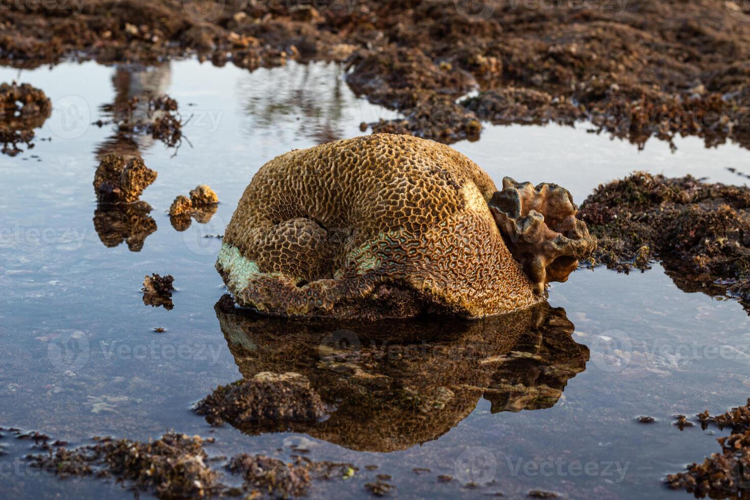 Amazing pattern of dead brain coral washed up on the beach at low tide photo
