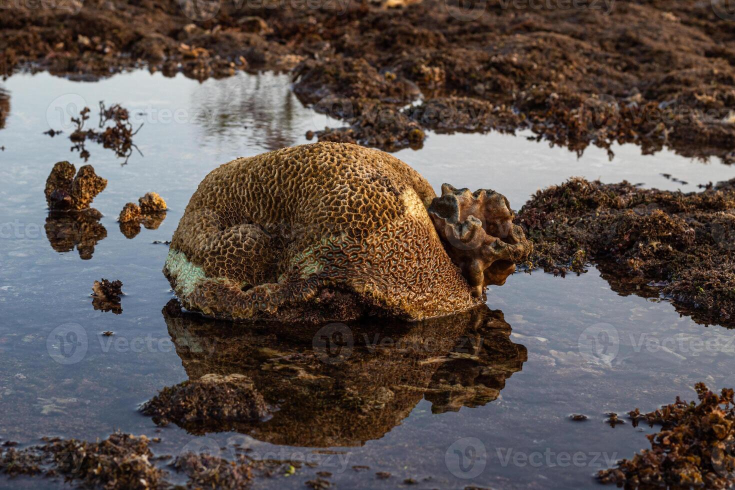 Amazing pattern of dead brain coral washed up on the beach at low tide photo